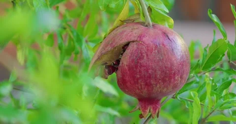 Close-up of a Ripe Pomegranate Splitting Open on the Tree Branch Stock Footage 320329112