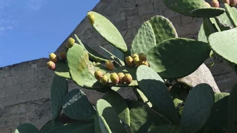 Close up on ripe prickly pears on the spike of a cactus in the summer sunlight Stock Footage 139923448
