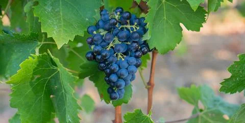 Close up of ripe purple grapes hanging on vine in vineyard Stock Photos