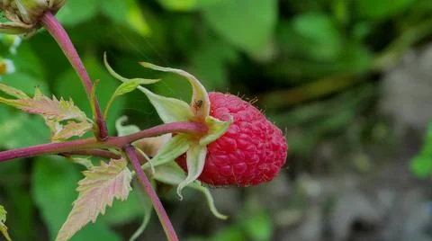 Close-up of the ripe raspberry in the fruit garden. Stock Photos
