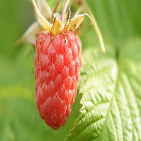 Close up ripe raspberry in the garden Video stock 69548327