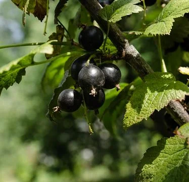 Close-up of ripe raspberry growing on a tree branch surrounded by vibrant g.. Stock Photos