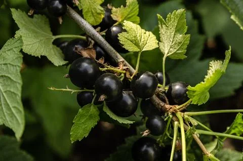 Close-up of ripe raspberry growing on a tree branch surrounded by vibrant g.. Stock Photos