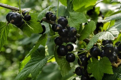 Close-up of ripe raspberry growing on a tree branch surrounded by vibrant g.. Stock Photos
