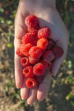 Close up of the ripe raspberry in hand. Stock Photos