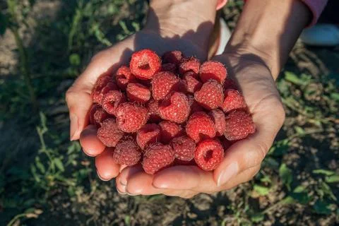 Close up of the ripe raspberry in hands. Stock Photos