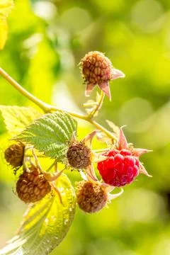 Close-up of the ripe raspberry Stock Photos
