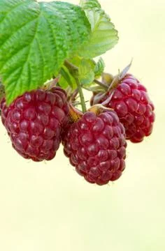 Close-up of the ripe raspberry in the summer garden. Stock Photos