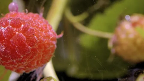 Close-up ripe raspberry with textured drupelets and dewy surface Stock Footage 339857120