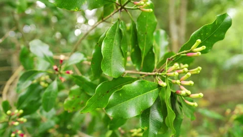 Close-up of ripe red and green clove buds, leaves and stalks or stems on tree Stock Footage 282019224