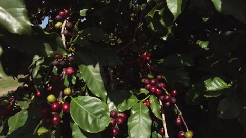 Close-up of ripe red and green coffee berries on a tree branch Stock-Footage 342623706