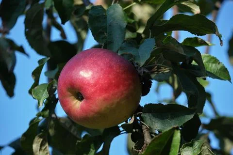 Close-up of ripe red apple surrounded by green leaves with bright blue sky .. Fotos Stock