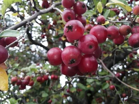 Close-Up of Ripe Red Apples on Tree Branches Stock Photos