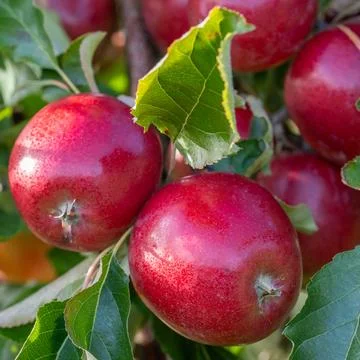 Close-up of ripe red apples on a tree branch surrounded by green leaves. Stock Photos