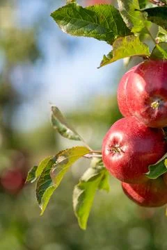 Close-up of ripe red apples on a tree branch with lush green leaves. Stock Photos