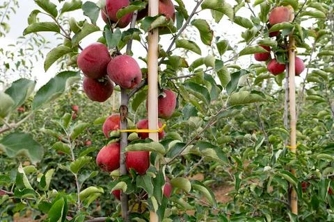 Close-up of ripe red apples on tree branches Foto stock
