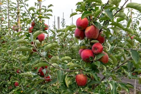 Close-up of ripe red apples on tree branches Foto stock