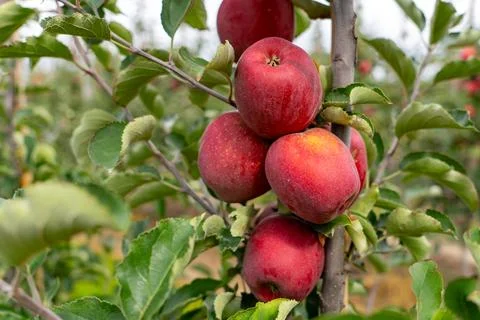 Close-up of ripe red apples on tree branches Stock Photos