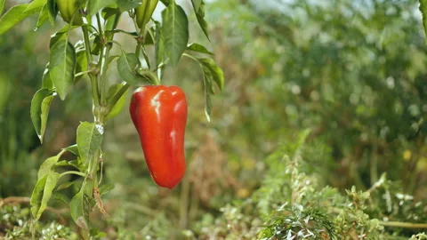 Close-up of ripe red bell pepper hanging on the plant Stock Footage 137889580