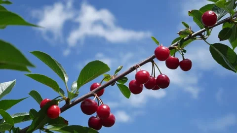Close-up of ripe red cherries hanging on a branch of a cherry tree Stock Footage 132407617