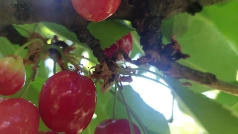 Close-up of ripe red cherries hanging on a tree branch Stock Footage 336461633