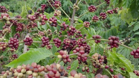 Close up with ripe red coffee cherries on the branch 스톡 동영상 342909437