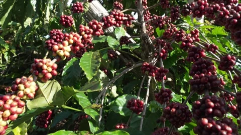 Close-Up of Ripe Red Coffee Cherries on Branch in Plantation 스톡 동영상 344011766