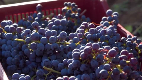 Close Up of Ripe Red Grapes in Crate During Vineyard Harvest, Sunlit Clusters 動画素材 330919865