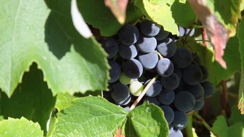 Close-up of ripe red grapes hanging from vineyard on sunny day 스톡 동영상 81657053