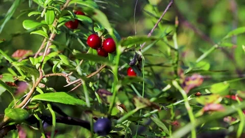 Close-up of ripe red lingonberries growing on an evergreen shrub sway gentl.. Stock Footage 341864348