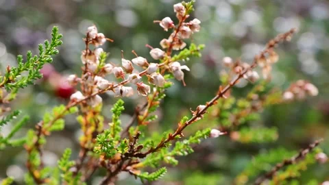 Close-up of ripe red lingonberries growing on an evergreen shrub sway gentl.. Stock Footage 341864353