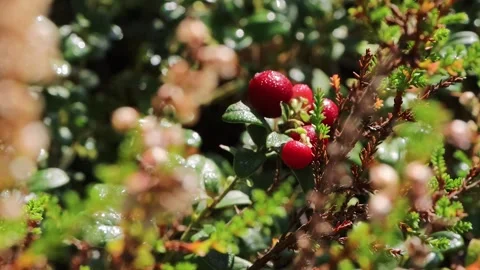 Close-up of ripe red lingonberries growing on an evergreen shrub sway gentl.. Stock Footage 341864354