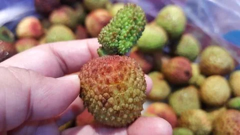 Close up of a ripe red lychee fruit held in hand Stock Photos