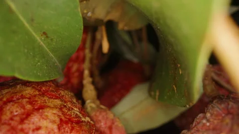 Close-Up of Ripe Red Lychee Fruits Hanging from Tree Branches with Green Leaves Stock Footage 311029162