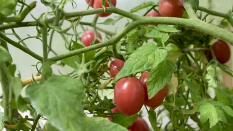 Close-up of ripe red plum cherry tomatoes hanging on green branches in a gr.. Video stock 343941218