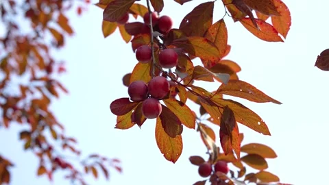 Close up of ripe red plums hanging on a tree branch in summer Video stock 341997409