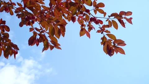 Close up of ripe red plums hanging on tree branches during summer season Stock Footage 342221007