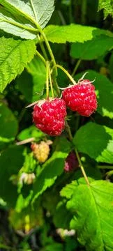 Close up of ripe red raspberry in the background of green leaves on a sunny day. Stock Photos