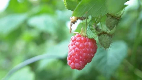 Close up of ripe red raspberry on a branch in the garden Stock Footage 137166191