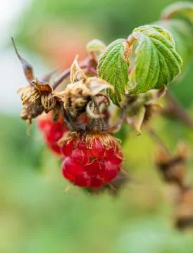 Close Up Of Ripe Red Raspberry On Branch. Stock Photos