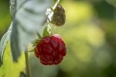 A close-up of a ripe red raspberry on a bush with green leaves in the background Stock Photos