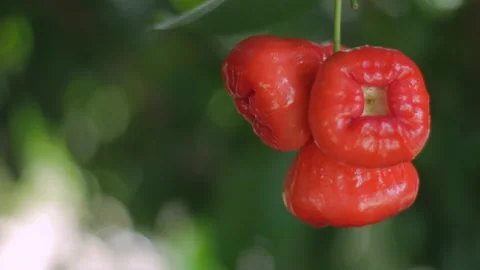 Close up of ripe red roseapple rose apple hang on tree at the garden Video stock 142134499
