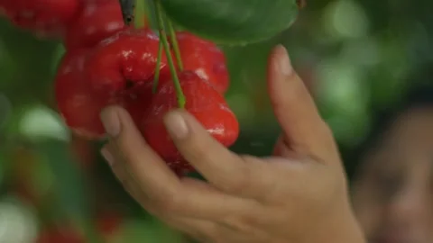 Close up of ripe red roseapple rose apple hang on tree at the garden, exotic Stock Footage 142136172