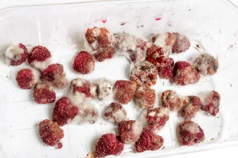 Close-up ripe red rotten raspberry with white grey mold on it. Spoiled berry  Stock Photos