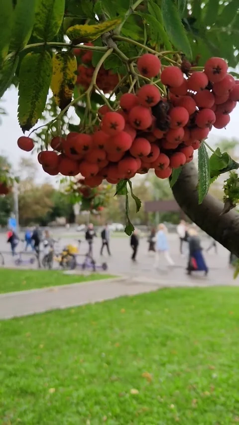 Close-up of ripe red rowan berries hanging from tree branch, with blurred Stockbeeldmateriaal 317780358
