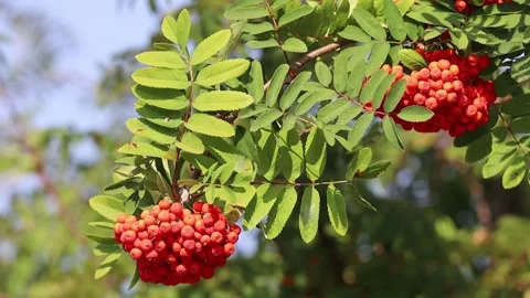 Close-up of ripe red rowan berries hanging on a branch with green leaves Stock Footage 331500540