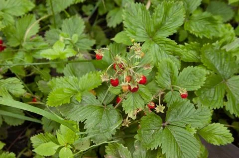 Close up of ripe red strawberries with selective focus and softly blurred g.. Stock Photos
