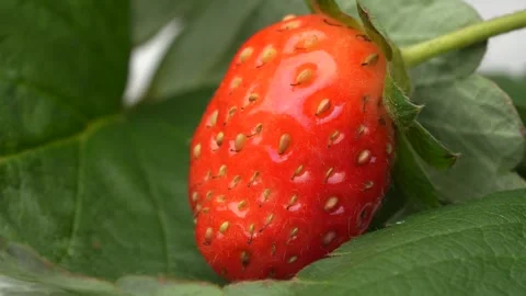 Close-up of a Ripe Red Strawberry on its Green Leaves. Stock Footage 317389748