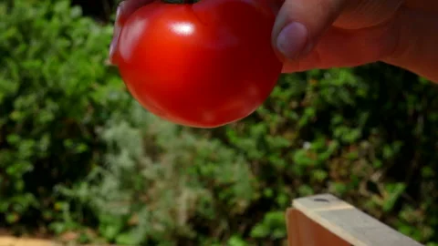 Close-up of ripe red tomato laying into a wooden box with shavings Stock Footage 129117625