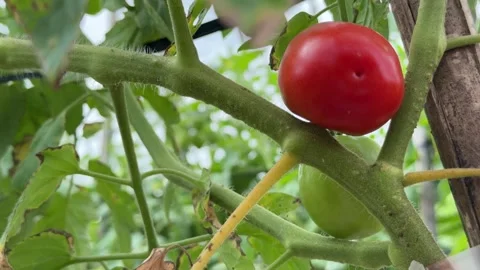 Close up of a ripe red tomato on the vine shows smooth skin and full color Stock Footage 327654786